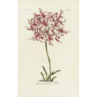 Carington Bowles - Guernsey lilly.webp