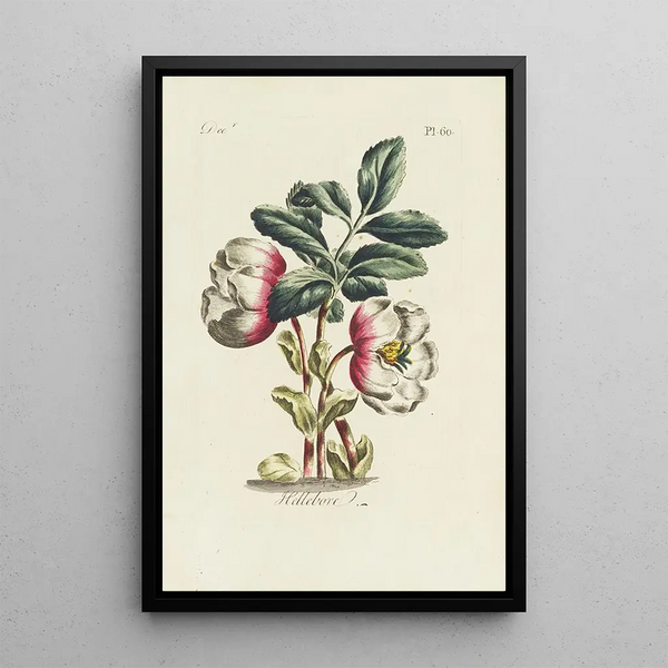 Hellebore - Carington Bowles — cuadro enmarcado en la pared