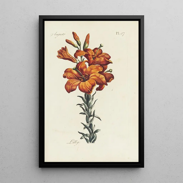 Lys - Carington Bowles — cuadro enmarcado en la pared