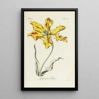 Carington Bowles - Parrot Tulip.webp