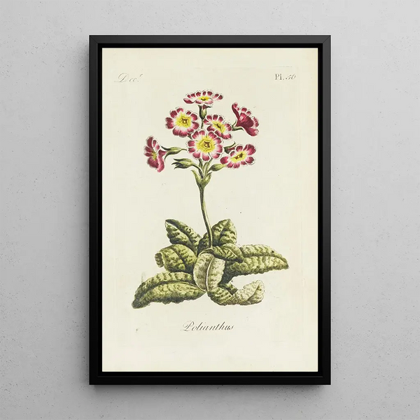 Polianthes - Carington Bowles — cuadro enmarcado en la pared