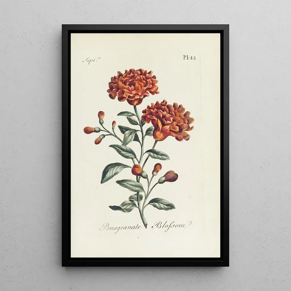 Flor de granada - Carington Bowles — cuadro enmarcado en la pared