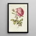 Rose - Carington Bowles — cuadro enmarcado en la pared