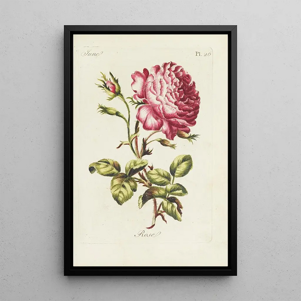 Rose - Carington Bowles — cuadro enmarcado en la pared
