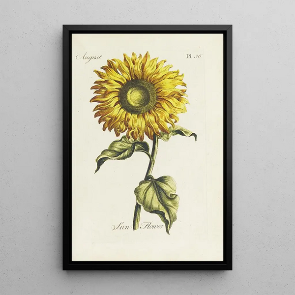 Girasol - Carington Bowles — cuadro enmarcado en la pared