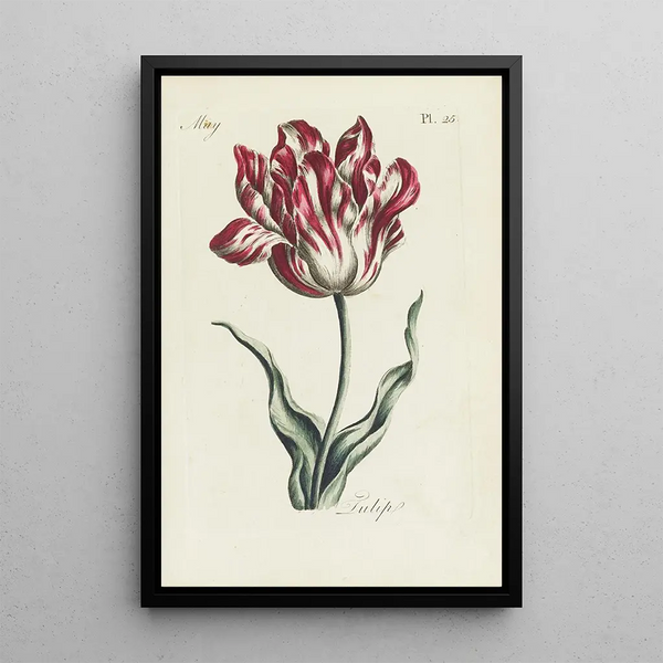 Tulipán - Carington Bowles — cuadro enmarcado en la pared