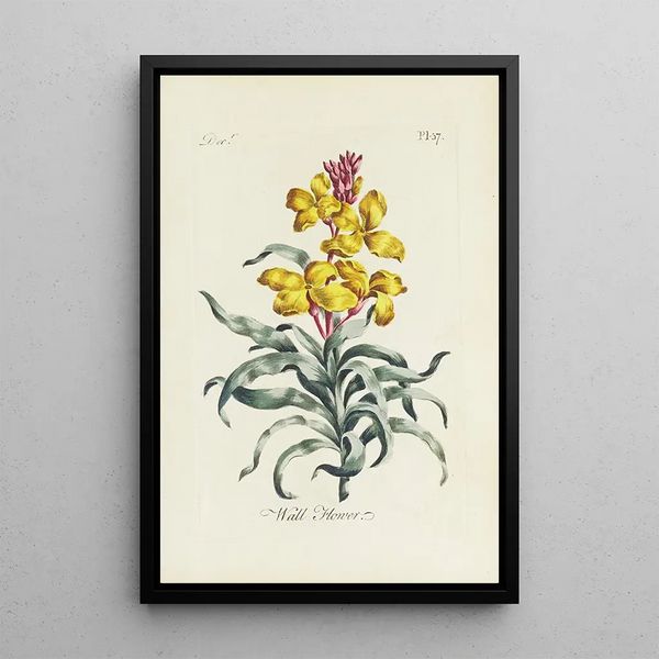 Giroflée - Carington Bowles — cuadro enmarcado en la pared