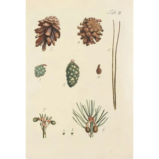 Carl Christoph Oelhafen von Schllenbach - Abbildung der wilden Bume Stauden und Buschgewchse Pl002.webp