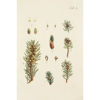 Carl Christoph Oelhafen von Schllenbach - Abbildung der wilden Bume Stauden und Buschgewchse Pl005.webp