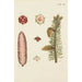 Illustration of wild trees, perennial plants, and shrubs Pl006 - Carl Christoph Oelhafen von Schöllenbach — artwork view