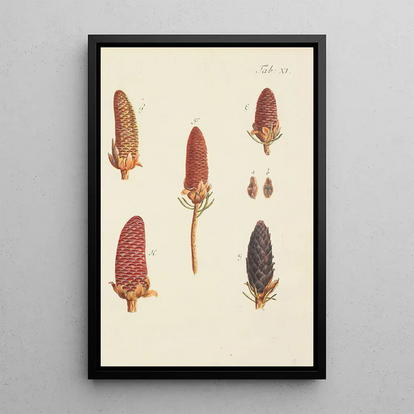Ilustración de los árboles salvajes, de las plantas perennes y de los arbustos Pl011 - Carl Christoph Oelhafen von Schöllenbach — cuadro enmarcado en la pared