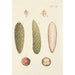 Ilustración de los árboles salvajes, de las plantas perennes y de los arbustos Pl012 - Carl Christoph Oelhafen von Schöllenbach — vista de la obra