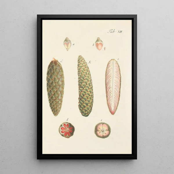 Ilustración de los árboles salvajes, de las plantas perennes y de los arbustos Pl012 - Carl Christoph Oelhafen von Schöllenbach — cuadro enmarcado en la pared