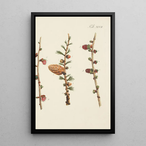 Ilustración de los árboles salvajes, plantas perennes y arbustos Pl017 - Carl Christoph Oelhafen von Schöllenbach — cuadro enmarcado en la pared