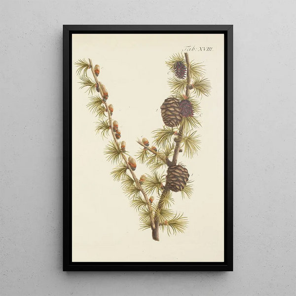Ilustración de los árboles salvajes, de las plantas perennes y de los arbustos Pl018 - Carl Christoph Oelhafen von Schöllenbach — cuadro enmarcado en la pared