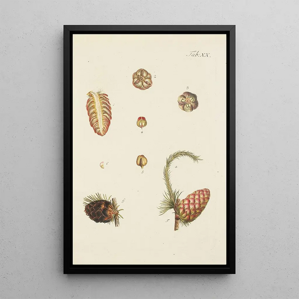 la ilustración de los árboles salvajes, plantas perennes y arbustos Pl020 - Carl Christoph Oelhafen von Schöllenbach — cuadro enmarcado en la pared