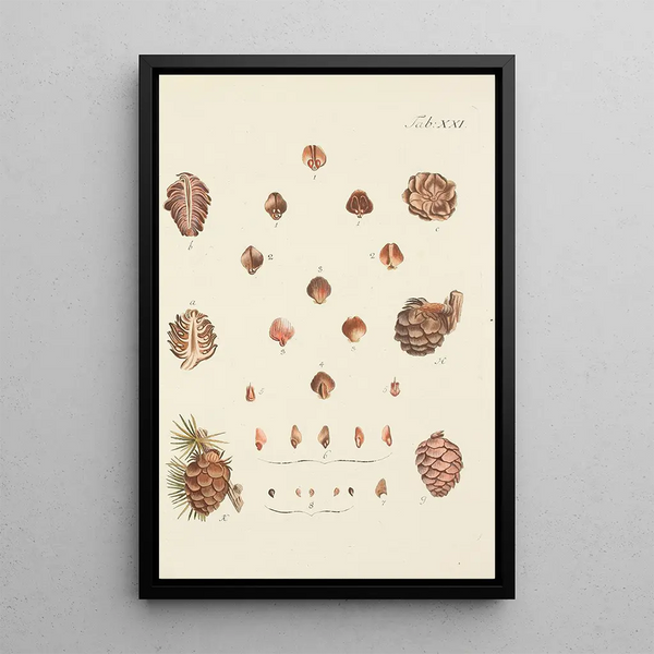 Ilustración de los árboles salvajes, plantas perennes y arbustos Pl021 - Carl Christoph Oelhafen von Schöllenbach — cuadro enmarcado en la pared