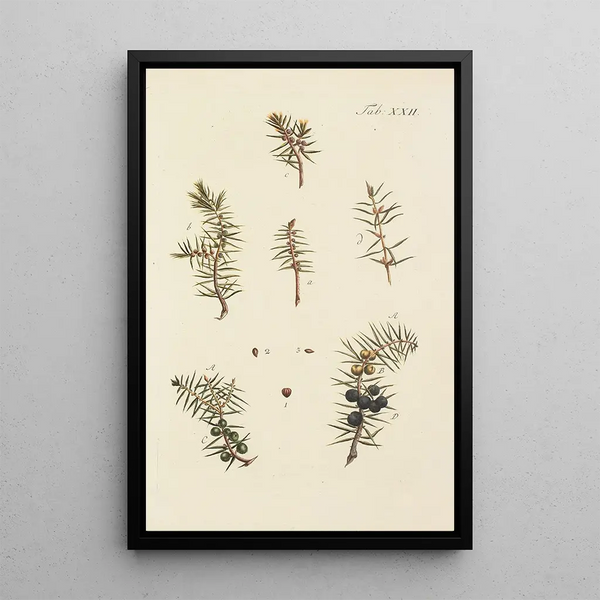 Ilustración de los árboles salvajes, plantas perennes y arbustos Pl022 - Carl Christoph Oelhafen von Schöllenbach — cuadro enmarcado en la pared