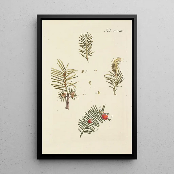 la ilustración de los árboles salvajes, las plantas perennes y los arbustos Pl023 - Carl Christoph Oelhafen von Schöllenbach — cuadro enmarcado en la pared
