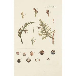 Carl Christoph Oelhafen von Schllenbach - Abbildung der wilden Bume Stauden und Buschgewchse Pl025.webp