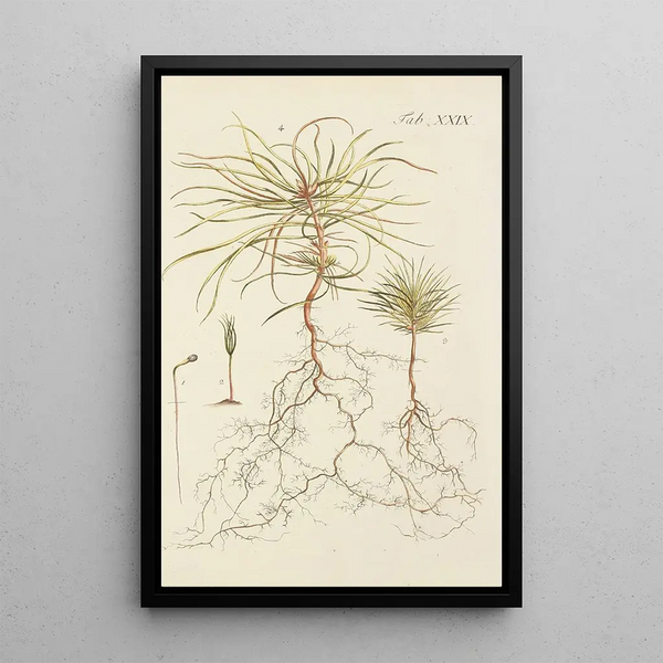 Ilustración de los árboles salvajes, de las plantas perennes y de los arbustos Pl029 - Carl Christoph Oelhafen von Schöllenbach — cuadro enmarcado en la pared
