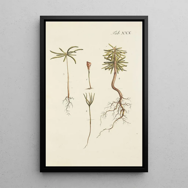 Ilustración de los árboles salvajes, de las plantas perennes y de los arbustos Pl030 - Carl Christoph Oelhafen von Schöllenbach — cuadro enmarcado en la pared