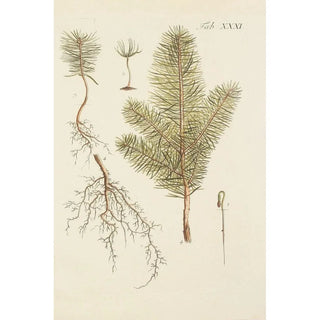 Carl Christoph Oelhafen von Schllenbach - Abbildung der wilden Bume Stauden und Buschgewchse Pl031.webp
