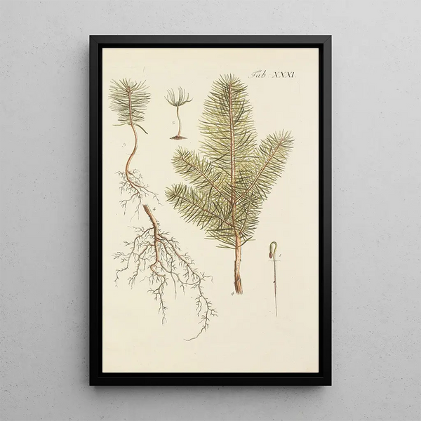 Ilustración de los árboles salvajes, de las plantas perennes y de los arbustos Pl031 - Carl Christoph Oelhafen von Schöllenbach — cuadro enmarcado en la pared
