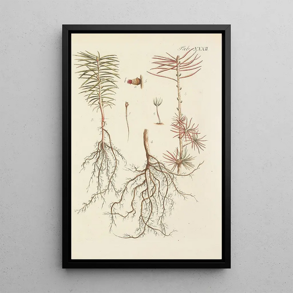 Ilustración de los árboles salvajes, las plantas perennes y los arbustos Pl032 - Carl Christoph Oelhafen von Schöllenbach — cuadro enmarcado en la pared