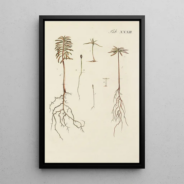 Ilustración de los árboles salvajes, de las plantas perennes y de los arbustos Pl033 - Carl Christoph Oelhafen von Schöllenbach — cuadro enmarcado en la pared