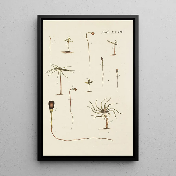 Ilustración de los árboles salvajes, plantas perennes y arbustos Pl034 - Carl Christoph Oelhafen von Schöllenbach — cuadro enmarcado en la pared