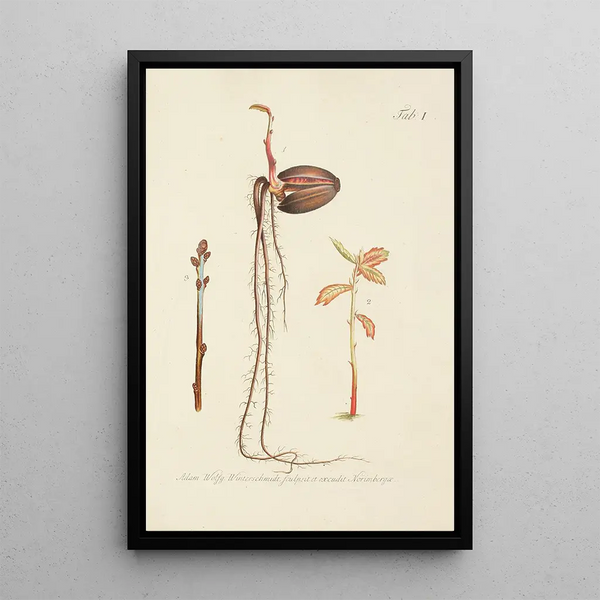 Ilustración de los árboles salvajes, de las plantas perennes y de los arbustos Pl035 - Carl Christoph Oelhafen von Schöllenbach