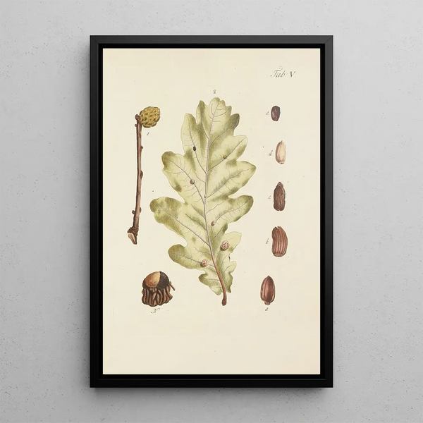 Ilustración de los árboles salvajes, plantas perennes y arbustos Pl039 - Carl Christoph Oelhafen von Schöllenbach — cuadro enmarcado en la pared