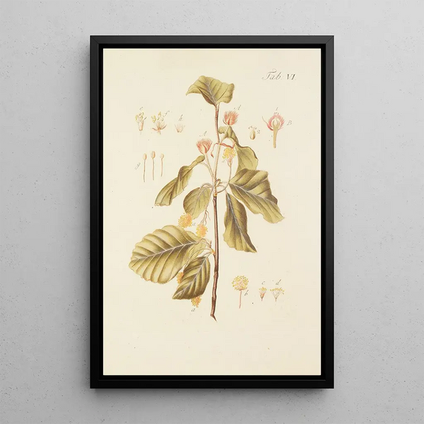 Illustration of wild trees, perennial plants, and shrubs Pl040 - Carl Christoph Oelhafen von Schöllenbach — framed artwork on a wall
