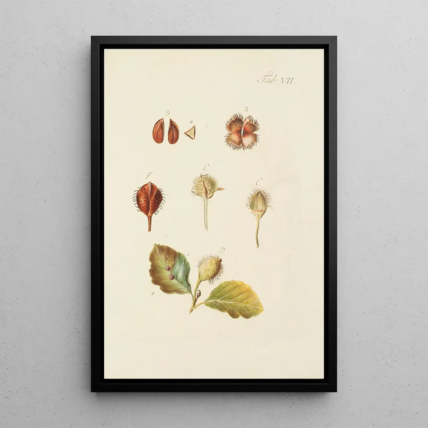 Illustration of wild trees, perennial plants, and shrubs Pl041 - Carl Christoph Oelhafen von Schöllenbach — framed artwork on a wall