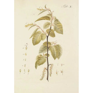 Carl Christoph Oelhafen von Schllenbach - Abbildung der wilden Bume Stauden und Buschgewchse Pl044.webp