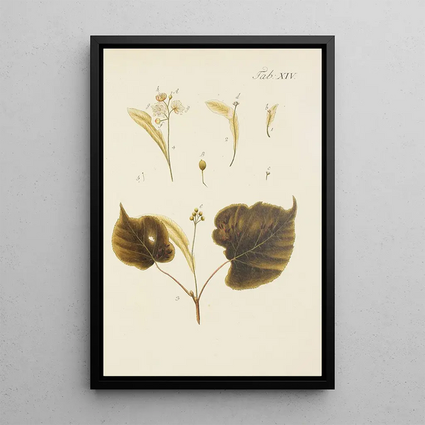 Illustration of wild trees, perennial plants, and shrubs Pl048 - Carl Christoph Oelhafen von Schöllenbach — framed artwork on a wall