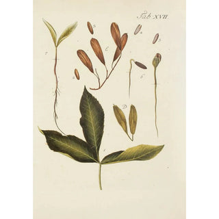 Carl Christoph Oelhafen von Schllenbach - Abbildung der wilden Bume Stauden und Buschgewchse Pl051.webp