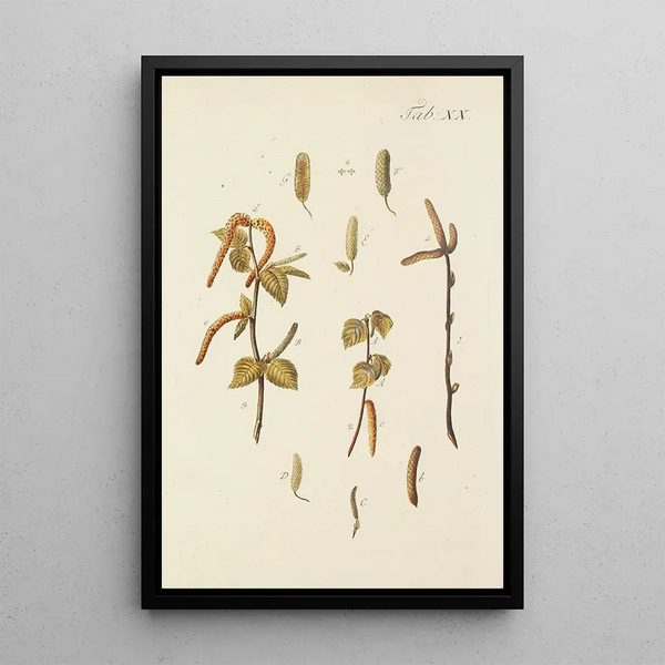 Illustration of wild trees, perennial plants, and shrubs Pl054 - Carl Christoph Oelhafen von Schöllenbach — framed artwork on a wall