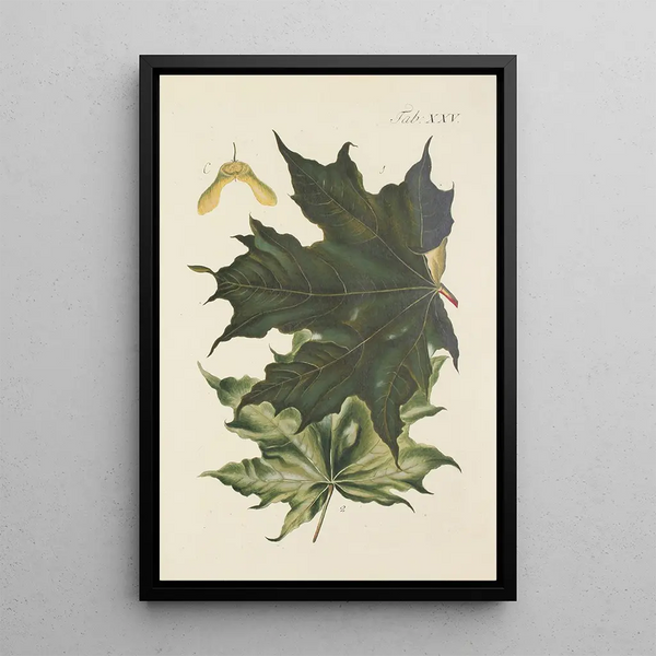 Illustration of wild trees, perennial plants, and shrubs Pl059 - Carl Christoph Oelhafen von Schöllenbach — framed artwork on a wall