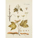 Illustration of wild trees, perennial plants, and shrubs Pl062 - Carl Christoph Oelhafen von Schöllenbach