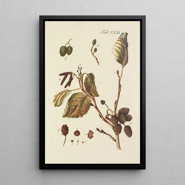 Illustration of wild trees, perennial plants, and shrubs Pl065 - Carl Christoph Oelhafen von Schöllenbach — framed artwork on a wall