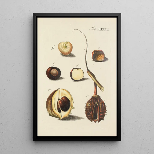 Illustration of wild trees, perennial plants, and shrubs Pl074 - Carl Christoph Oelhafen von Schöllenbach — framed artwork on a wall