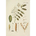 Ilustración de los árboles salvajes, de las plantas perennes y de los arbustos Pl077 - Carl Christoph Oelhafen von Schöllenbach — vista de la obra