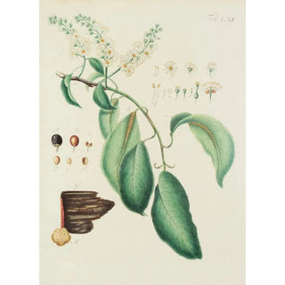 Carl Christoph Oelhafen von Schllenbach - Abbildung der wilden Bume Stauden und Buschgewchse Pl096.webp