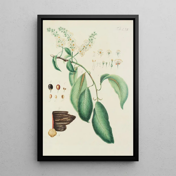 Illustration of wild trees, perennial plants, and shrubs Pl096 - Carl Christoph Oelhafen von Schöllenbach — framed artwork on a wall