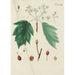 Illustration of wild trees, perennial plants, and shrubs Pl097 - Carl Christoph Oelhafen von Schöllenbach — artwork view