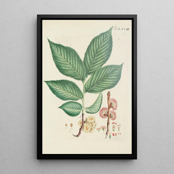 Illustration of wild trees, perennial plants, and shrubs Pl104 - Carl Christoph Oelhafen von Schöllenbach — framed artwork on a wall