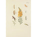 Illustration of wild trees, perennial plants, and shrubs Pl113 - Carl Christoph Oelhafen von Schöllenbach