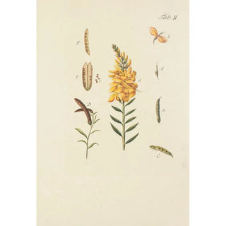 Carl Christoph Oelhafen von Schllenbach - Abbildung der wilden Bume Stauden und Buschgewchse Pl113.webp